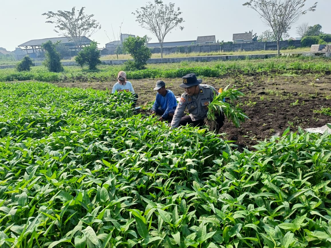 Polsek Porong Dorong Ketahanan Pangan, Bantu Warga Tanam Kangkung di Pekarangan Juwetkenongo