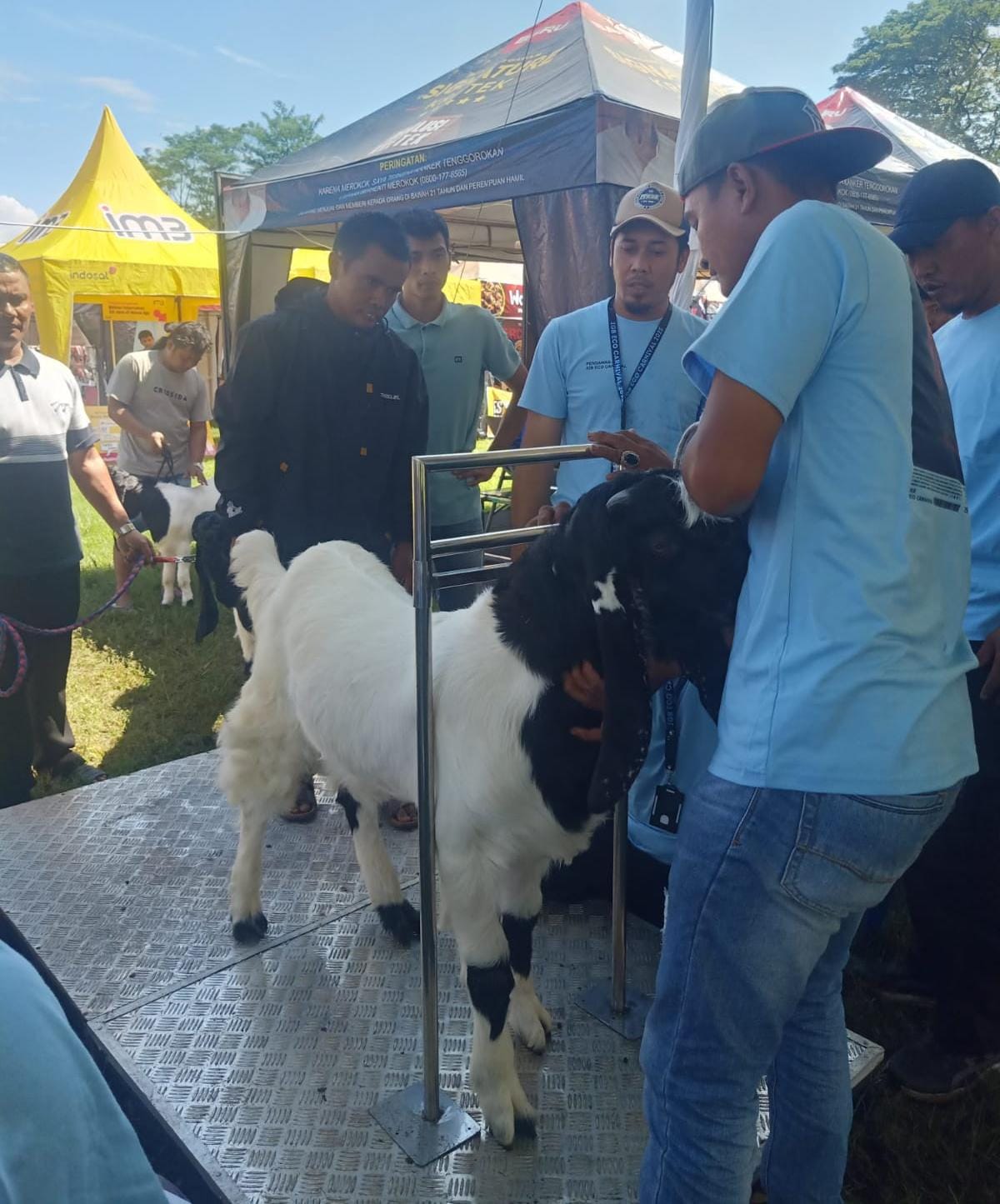 Kontes Kambing Etawa di Jombang Dibanjiri Pengunjung