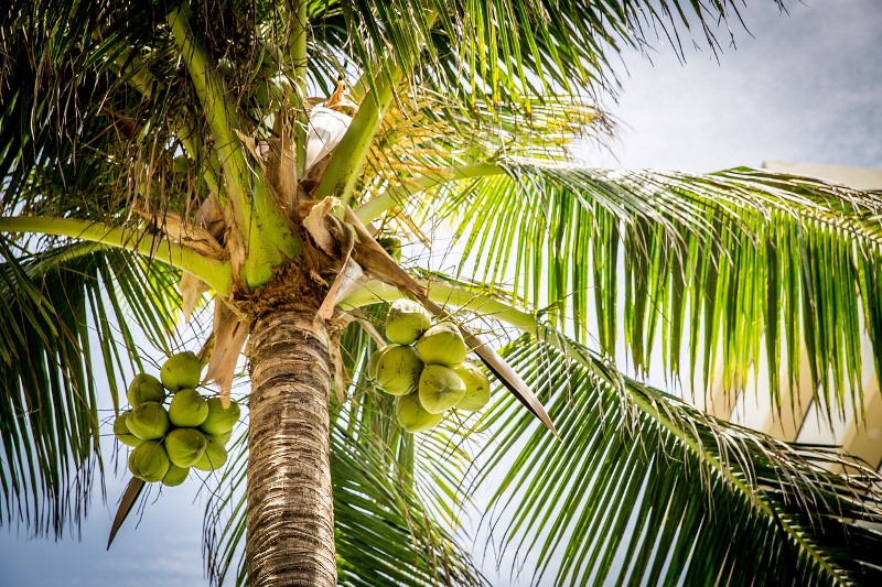 Kelapa, Pohon Serbaguna dengan Segudang Manfaat