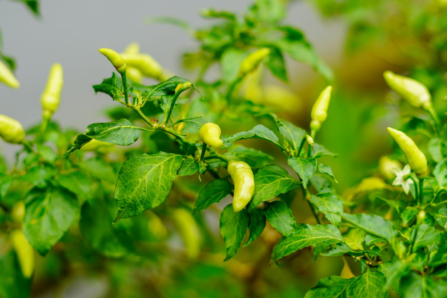 Tanpa Pestisida Kimia, Ini 5 Cara Alami atasi Hama Daun Keriting pada Tanaman Cabai