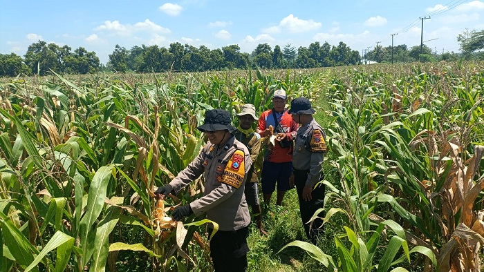 Polresta Sidoarjo Dorong Swasembada Pangan Lahan Jagung Di Balongbendo Siap Panen