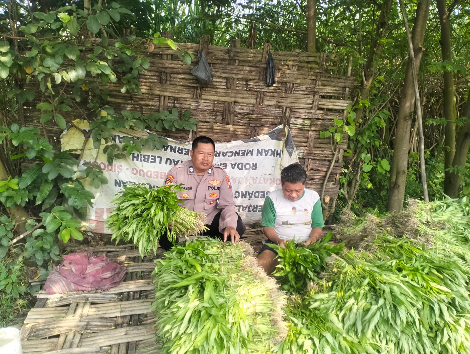 Dukung Ketahanan Pangan, Polisi Bantu Petani Kangkung Jiken Tulangan Siapkan Distribusi ke Pasar