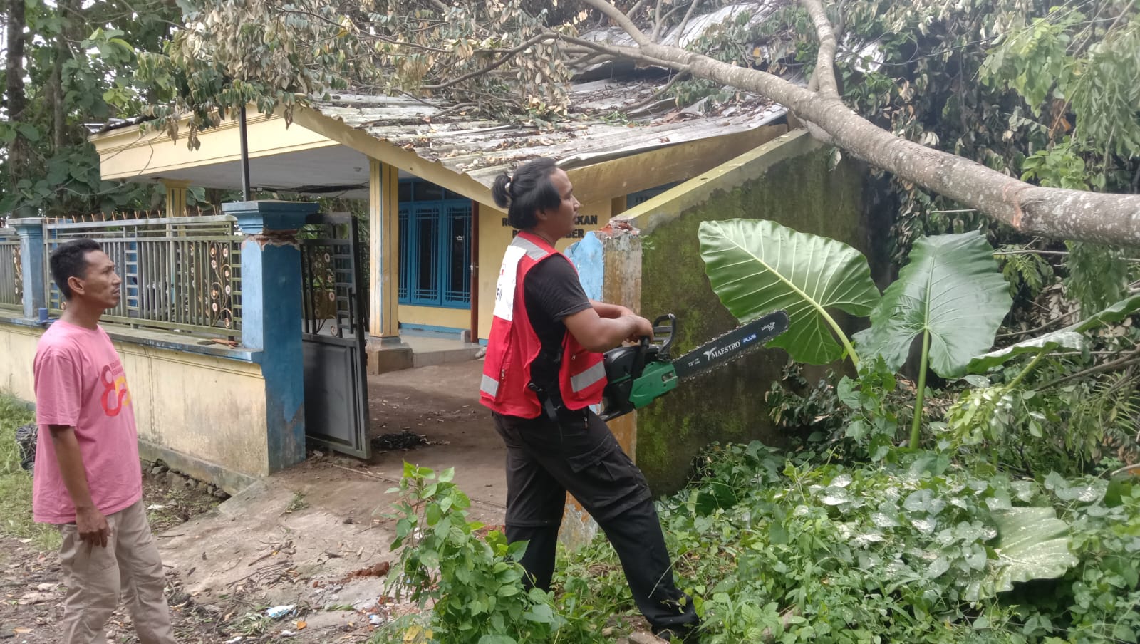 Aksi Cepat Tanggap PMI Jember: Evakuasi Pohon Tumbang di Kantor PMII