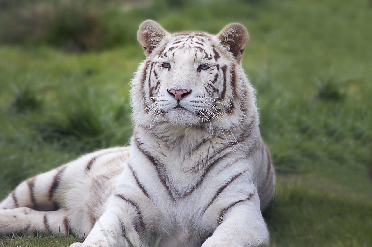 Harimau Putih: Mengungkap Misteri di Balik Mitos
