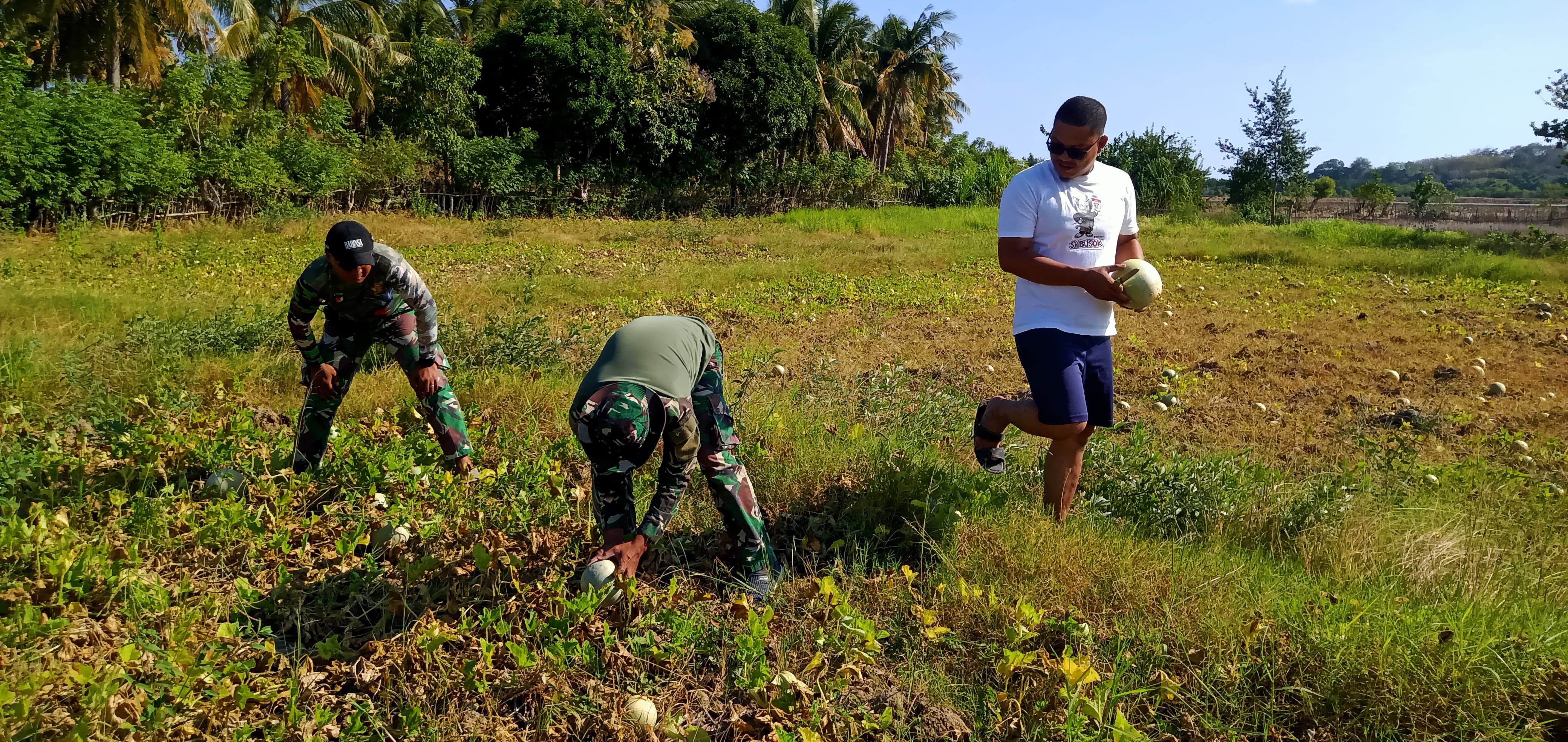 Kedekatan Angota Satgas TMMD ke-121, Bantu Warga Panen Melon