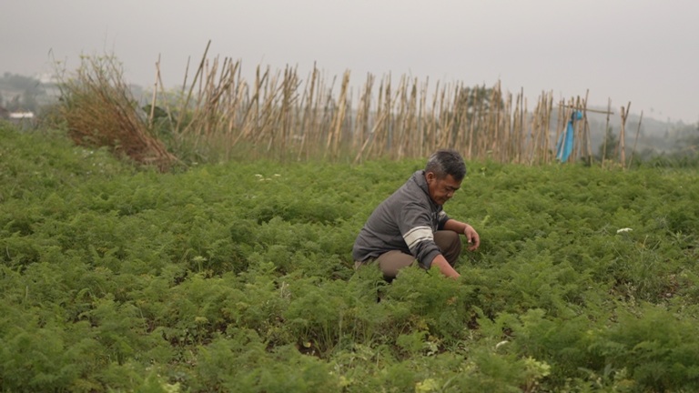 Petani Sayur Boyolali Tersenyum Berkat MBG Permintaan Naik Harga Meningkat