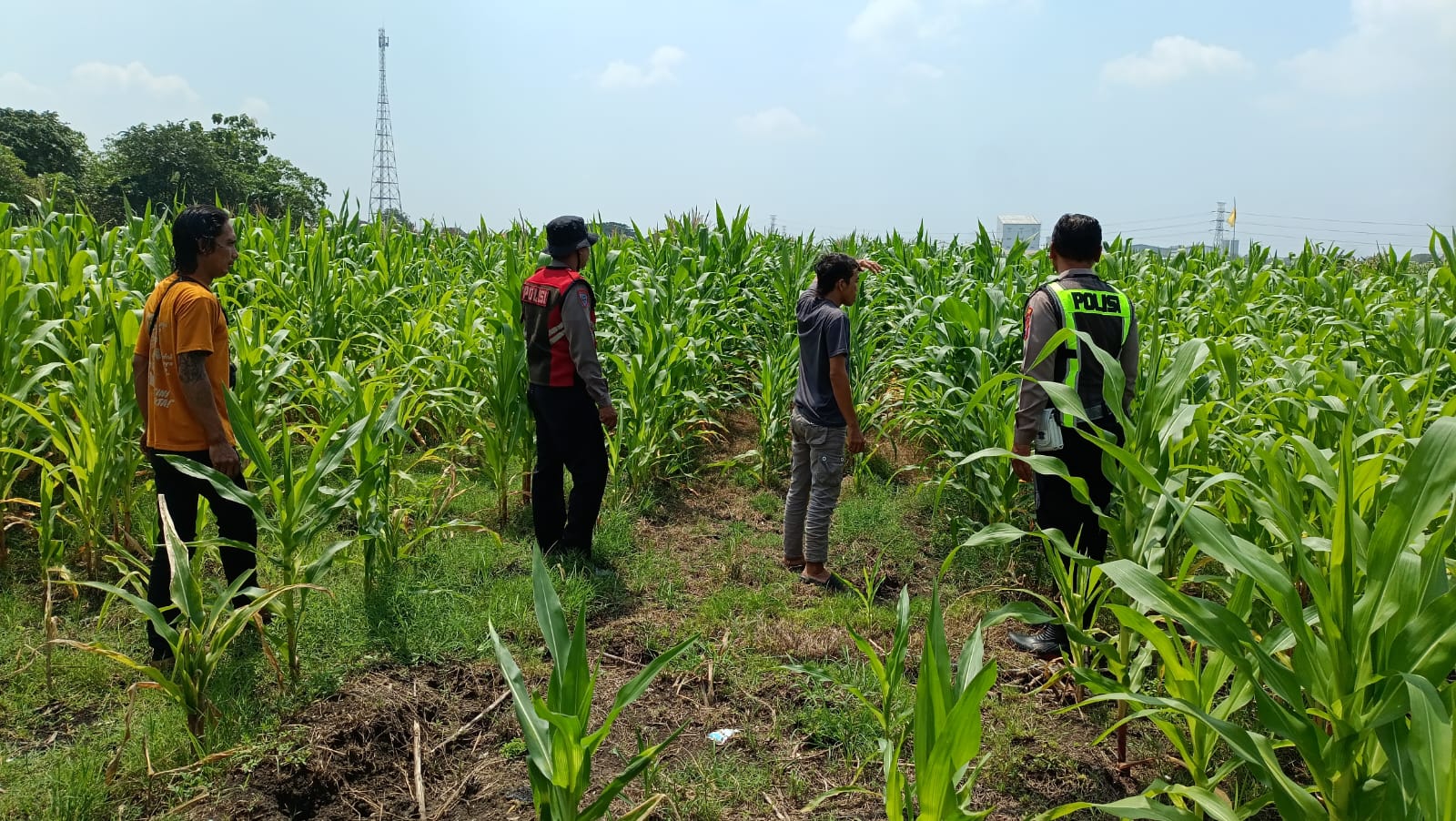 Dorong Swasembada Pangan, Polisi Cek Lahan Jagung di Jabaran Balongbendo