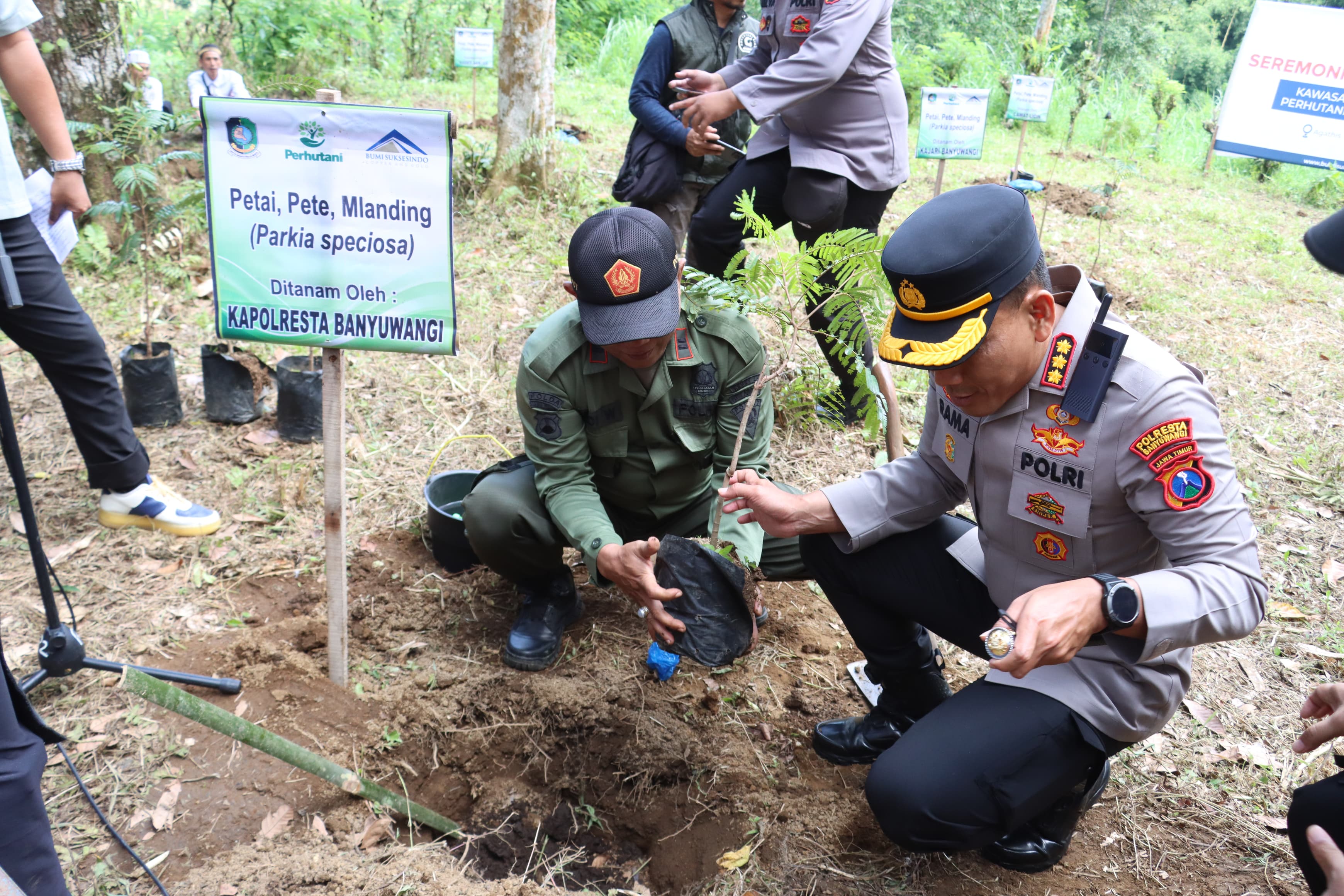 Kapolresta Banyuwangi Hadiri Kegiatan Penanaman dan Penghijauan Bersama PT BSI di Agathis Forest