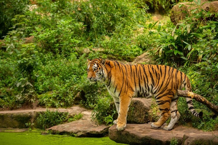 Harimau Sumatra: Upaya Menyelamatkan Spesies Langka