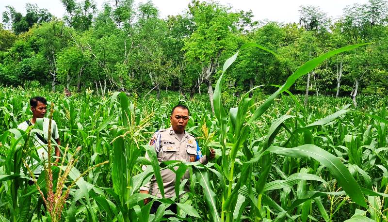 Dukung Swasembada Pangan, Polsek Sukolilo Bantu Rawat Tanaman Jagung Petani Temor Leke