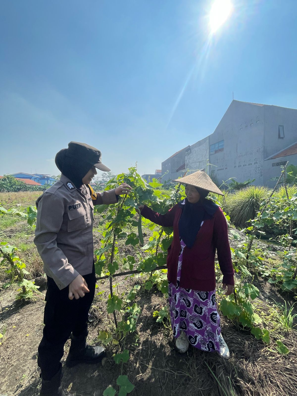 Bripka Putri Turun ke Pertanian, Dukung Ketahanan Pangan Lewat Pendampingan Petani Ubi Sedati