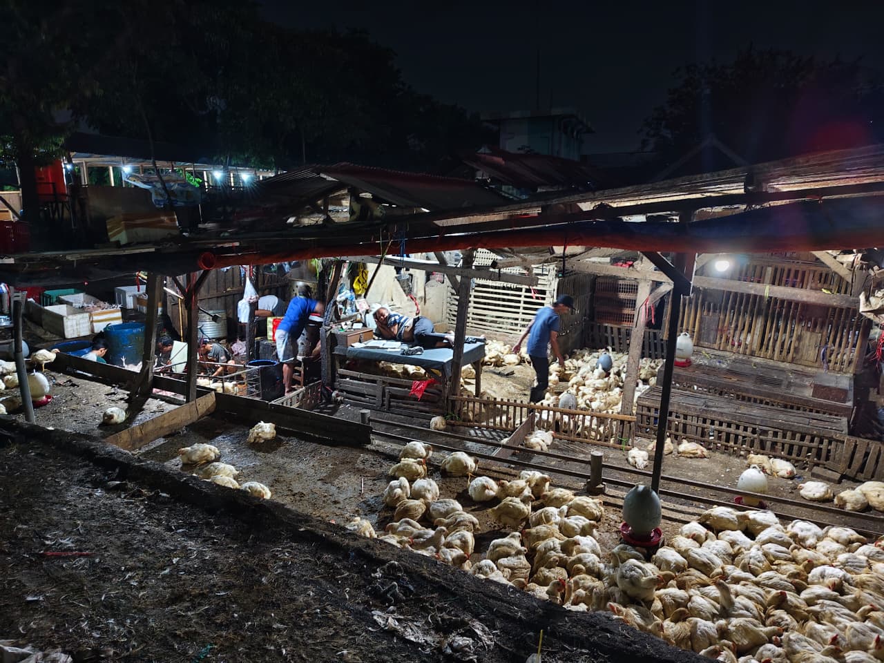 PD Pasar Surya Akui Pemotongan Unggas Masih Berlangsung di Pasar