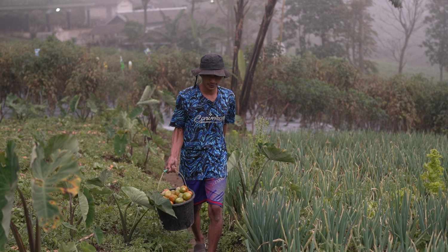 Kisah Petani Sayur di Lereng Merapi: Penghasilan Melonjak Berkat Program MBG