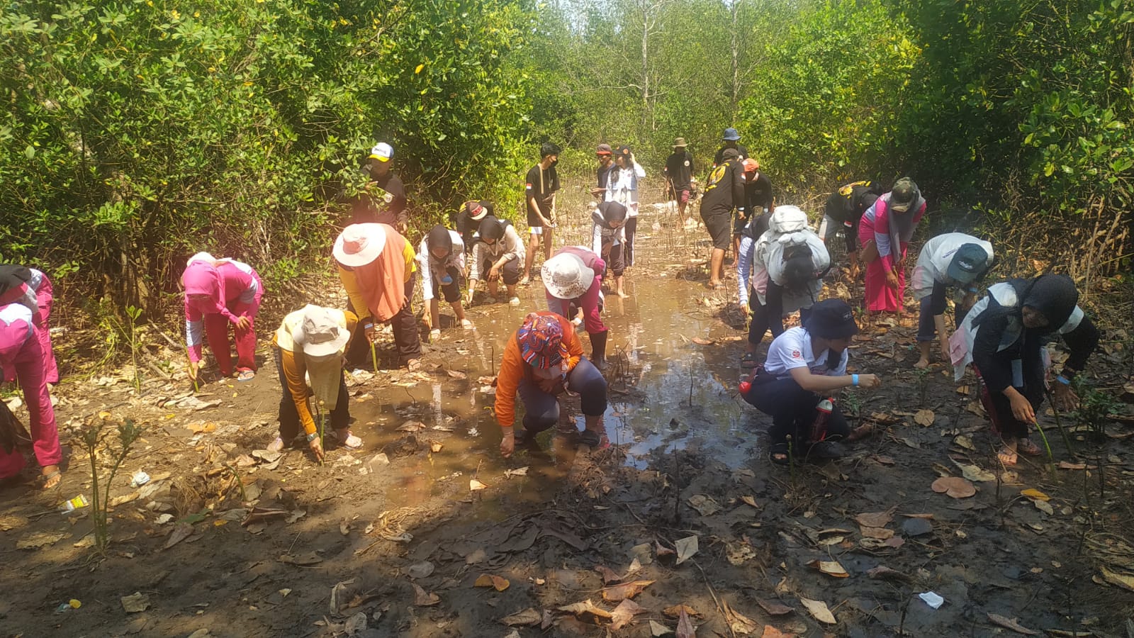 Tim PPK Ormawa BPM FKM Universitas Jember Tanam Bibit Mangrove di Pantai Teluk Love