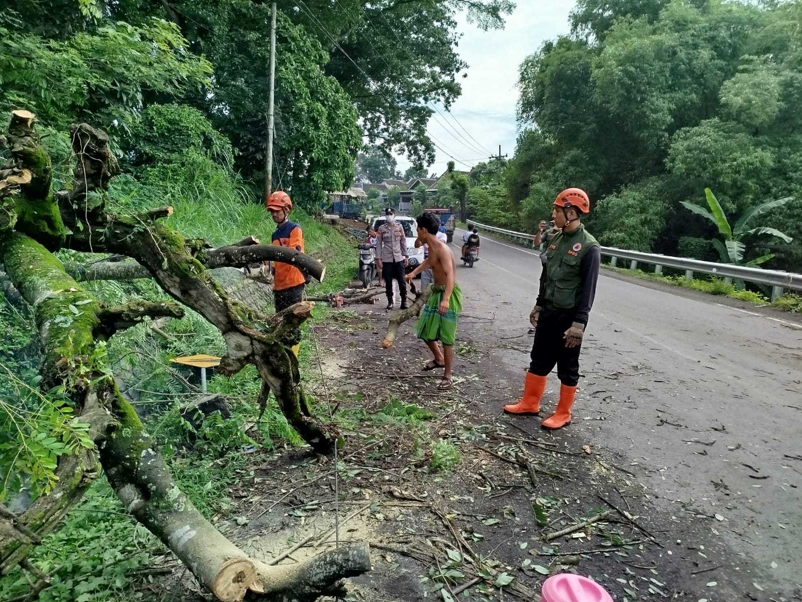 Kolaborasi Polsek Tempeh dan BPBD Lumajang Evakuasi Pohon Tumbang