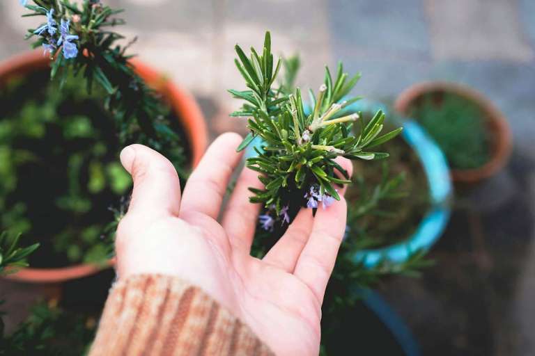 Rosemary, Tanaman Herbal yang Kaya Manfaat untuk Kesehatan dan Perawatan Tubuh 