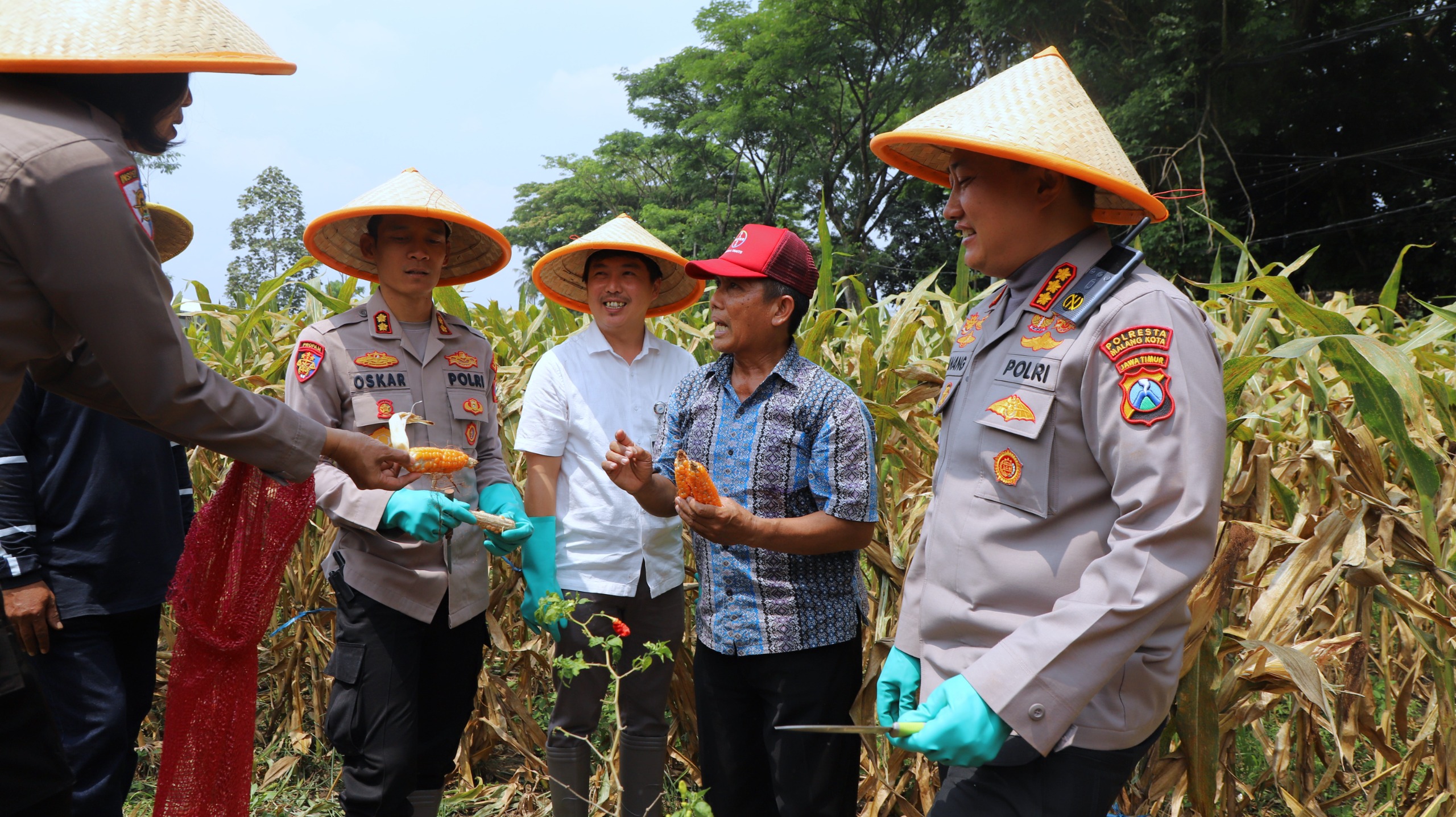Polresta Malang Kota Panen Raya Jagung Serentak Kuartal III 2025