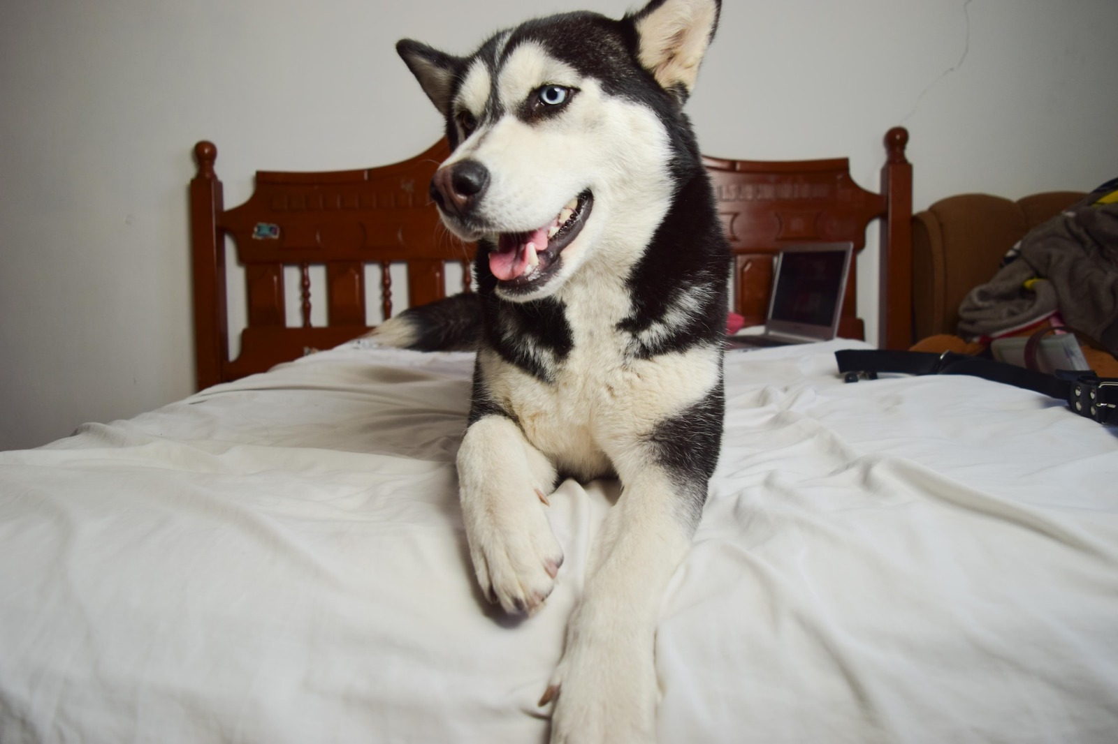 Karakteristik dan Keunikan Anjing Siberian Husky