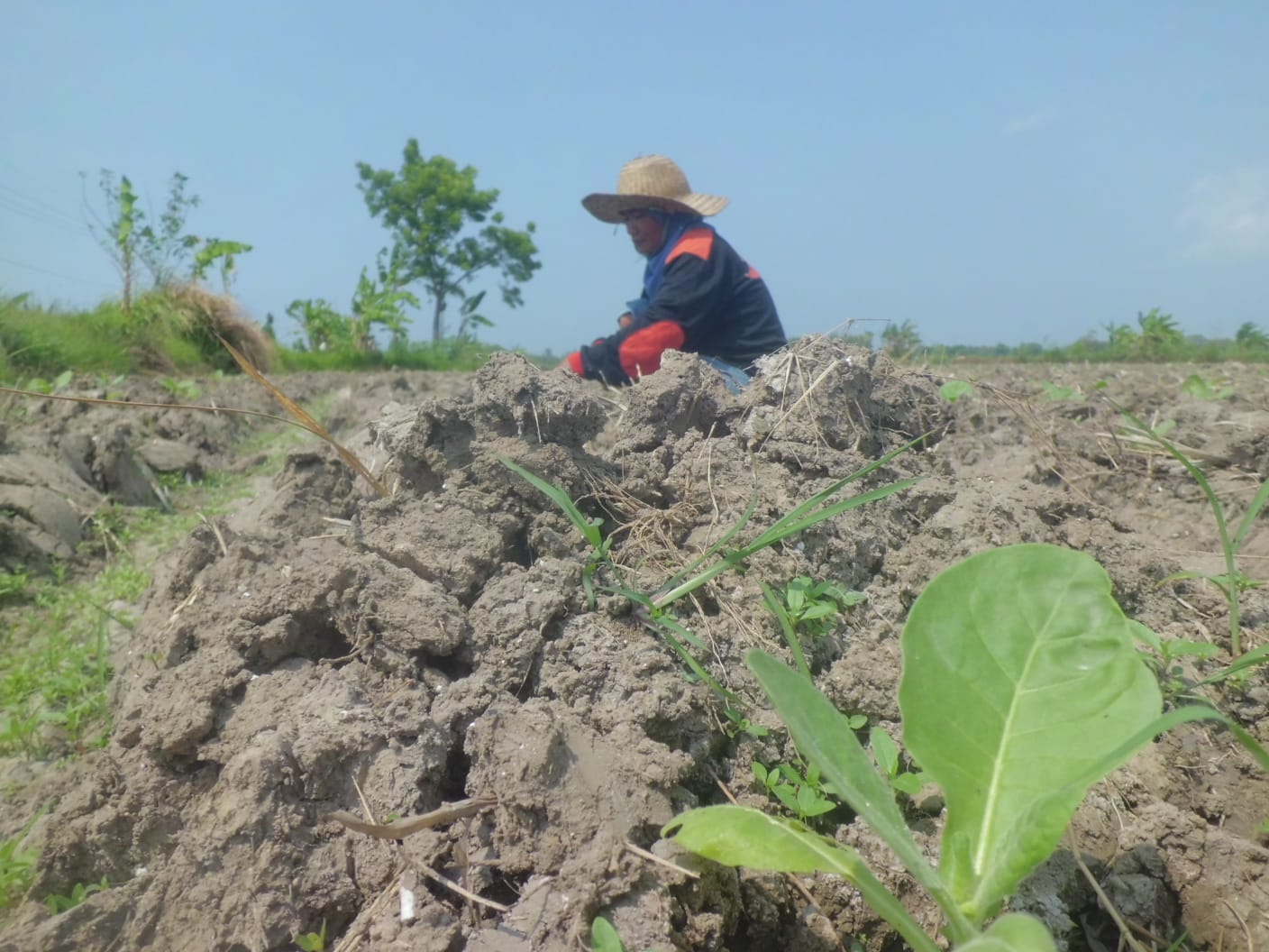 Cuaca Bagus, DKPP Sumenep Optimistis Lahan Tembakau Meningkat