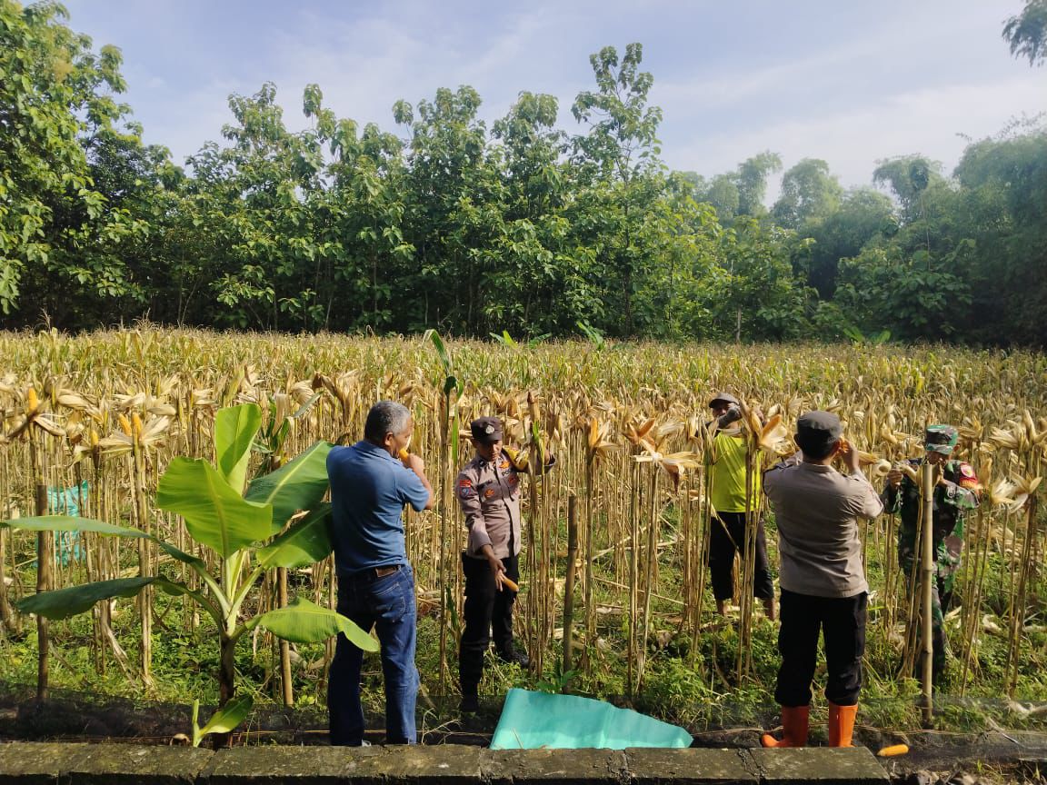 Sukseskan Swasembada Pangan di Ngawi, Polsek Geneng Bersama Tiga Pilar Panen Jagung