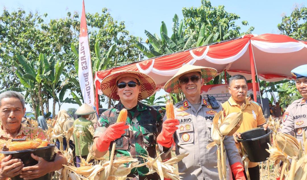 Panen Raya Jagung Serentak, Polres Bojonegoro dan Forkopimda Dukung Swasembada Pangan