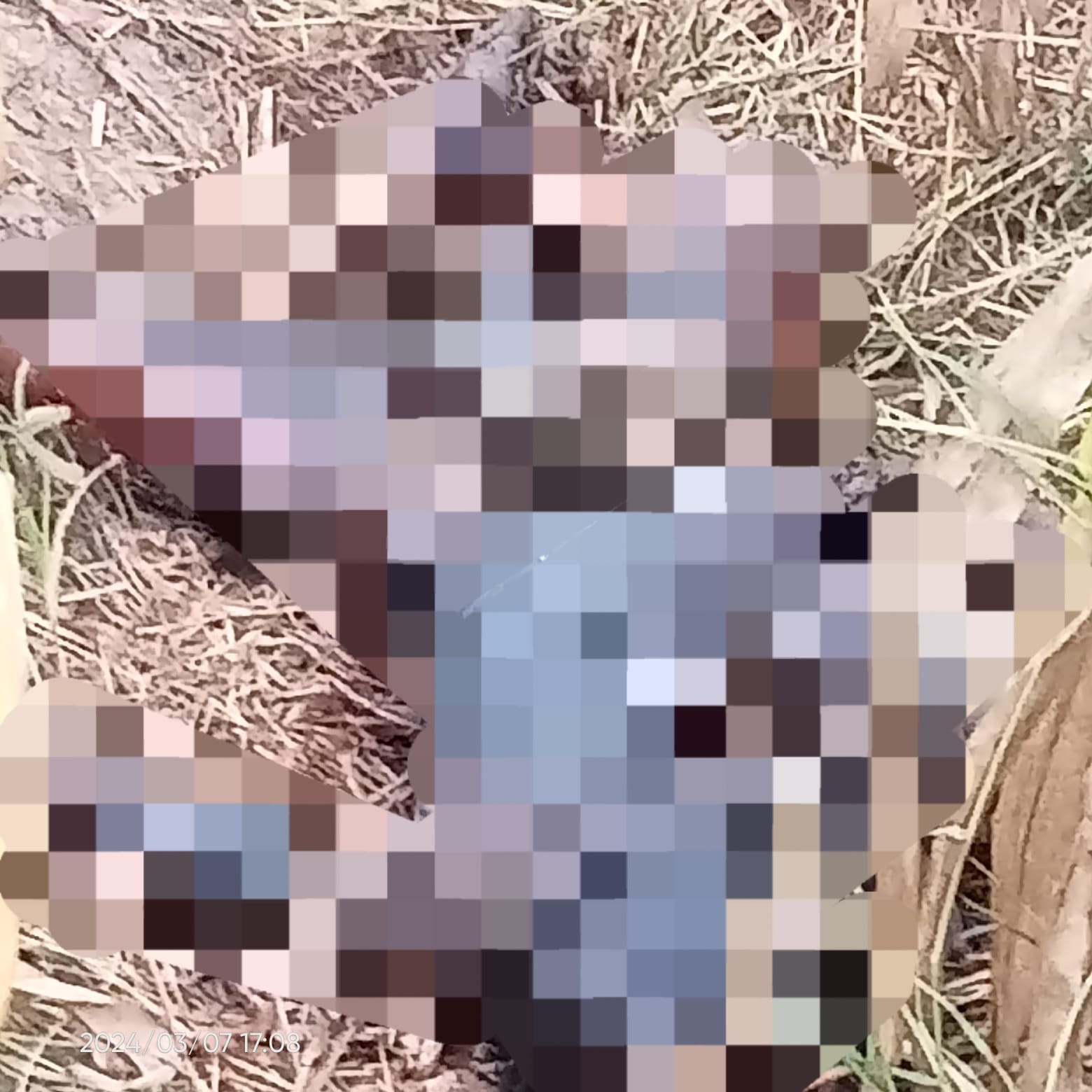 Warga Driyorejo Gresik Gempar,  Ditemukan Jasad Wanita dengan Kondisi Kancing Baju Terbuka Tanpa Celana