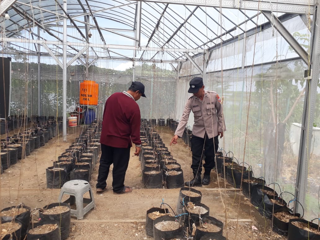 Bhabinkamtibmas Kalanganyar Sedati Tinjau Lahan Ketahanan Pangan untuk Budidaya Melon