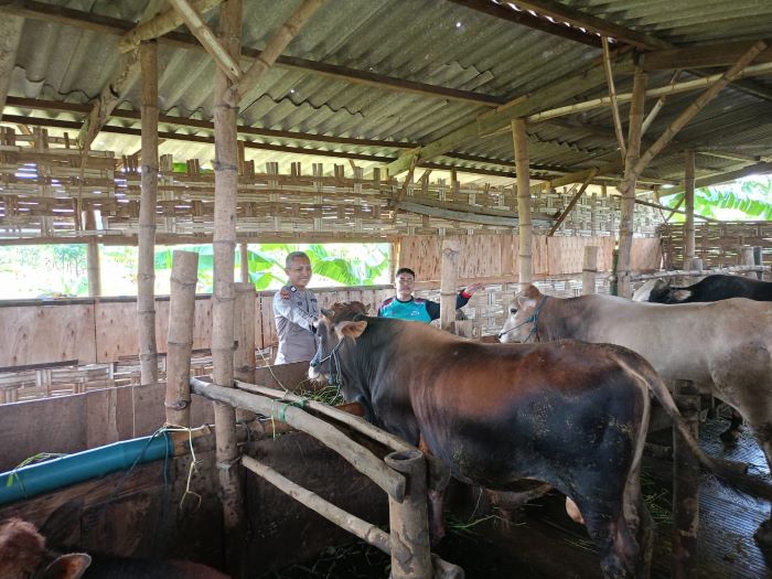 Peternak Sidoarjo Diimbau Jaga Kesehatan Hewan Kurban