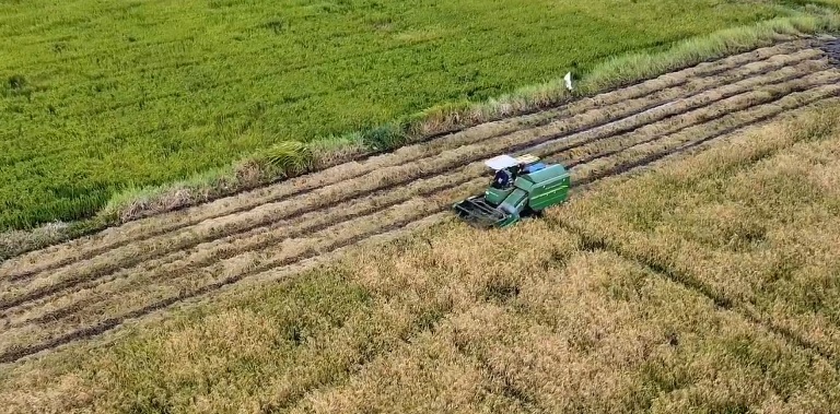 Stok Pangan RI Aman 11 Bulan Hadapi El Nino Godzilla
