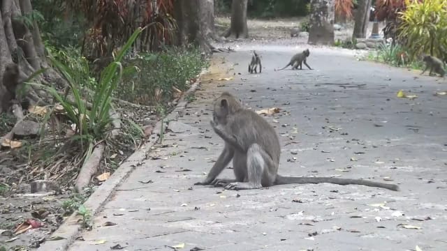 Musim Kemarau Kawanan Kera Turun Gunung Cari Makanan di Jember