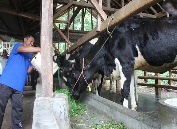 Produksi Susu di Pasuruan Capai 276.000 Liter per Hari, Pj Gubernur Jatim Usulkan Jadi Bahan Pokok Penting