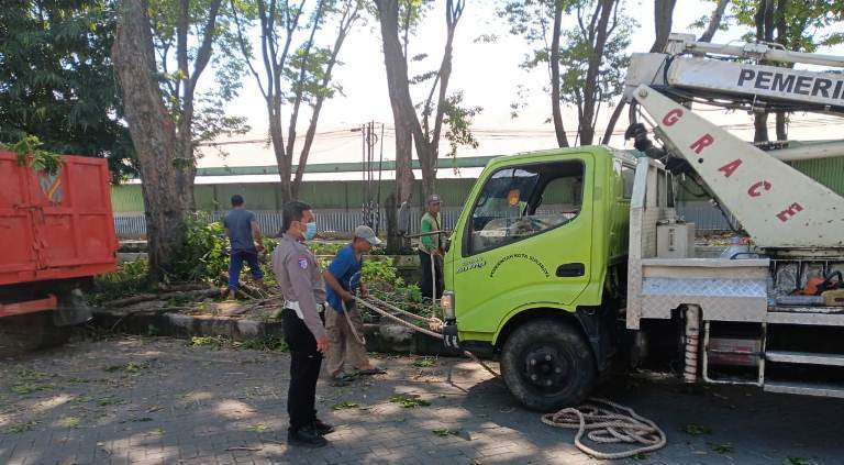 Pohon Tumbang di Rungkut Industri Timpa 2 Motor, Satu Pengendara Patah Tulang