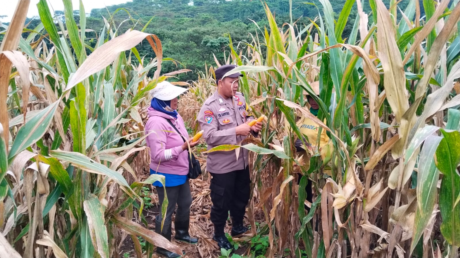 Polresta Banyuwangi Gelar Panen Jagung di Kalibaru Dorong Ketahanan Pangan