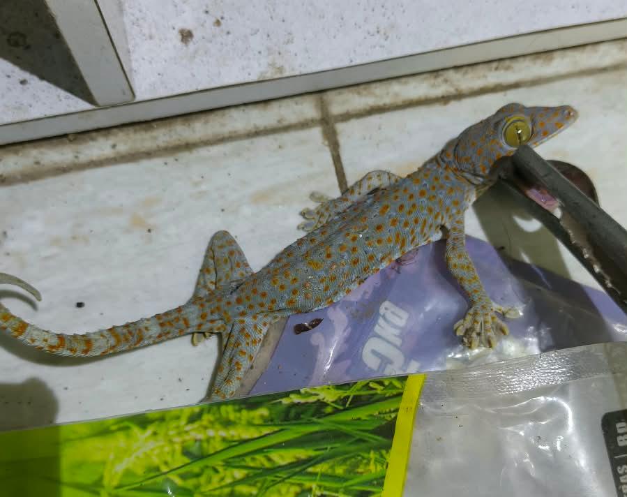 Teror Tokek di Dapur Kontrakan, Mahasiswi Jember Histeris Minta Bantuan Damkar
