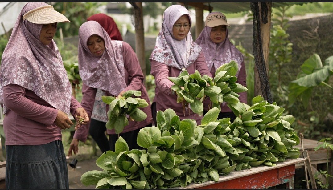 Berkah MBG, Kelompok Tani Wanita di Karanganyar Lebih Mudah Salurkan Panen Sayuran