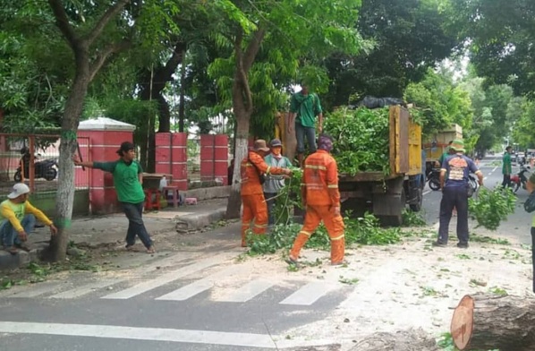 DLH Nganjuk Intensifkan Pemangkasan Pohon Berisiko 