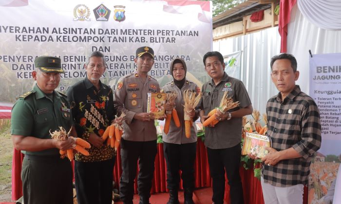 Panen Raya Jagung di Blitar: Sinergi Polres dan Petani, Lahirkan Benih Unggul Bhayangkara