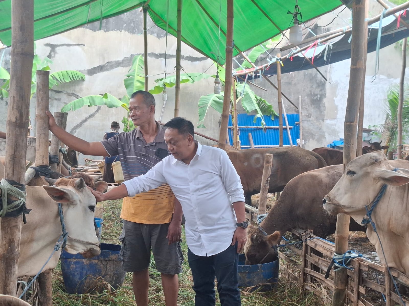 Iduladha 1447 H, Legislator PDIP Minta Kelurahan Proaktif Kawal Lapak Hewan Kurban