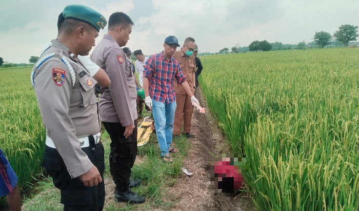 Imbauan Polisi Tak Dihiraukan, 2 Petani Tewas Tersengat Jebakan Tikus Dalam Sebulan di Desa Ganggang Gresik