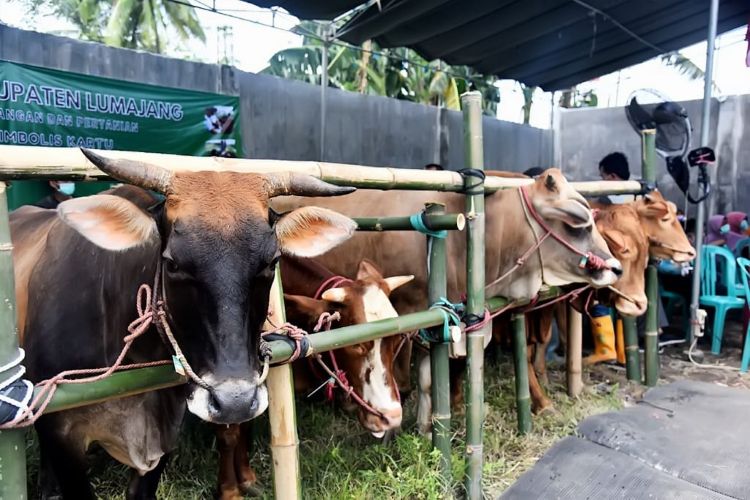 Sapi Kurban di Pasar Hewan Lumajang Laris Jelang Iduladha, Harga Ikut Naik