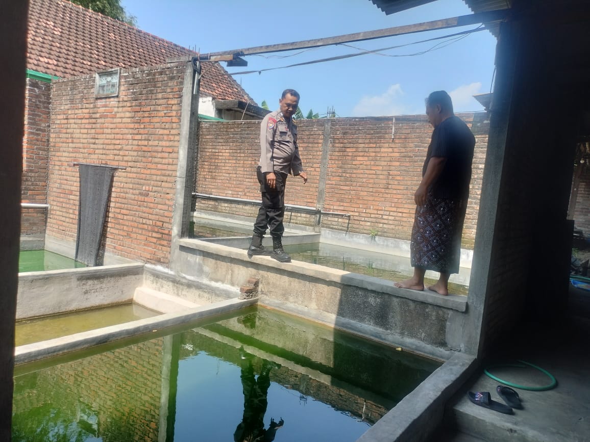 Polsek Porong Tinjau Program Ketahanan Pangan Budi Daya Mujair di Juwetkenongo