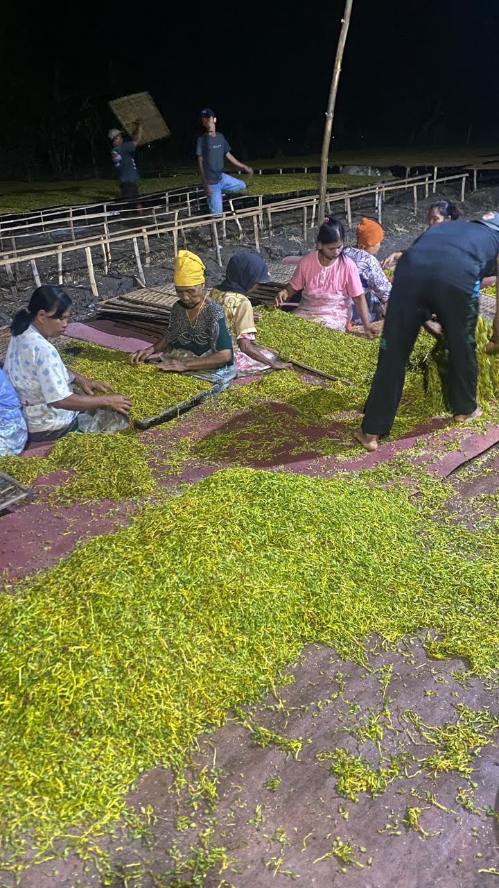Petani Tembakau Jombang Sumringah, Harga Rajangan Tembus Rp50 Ribu