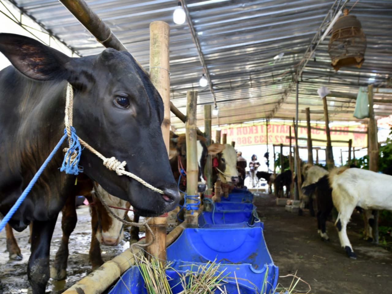 Jelang Iduladha, Lapak Hewan Kurban di Pasuruan Diserbu Pembeli