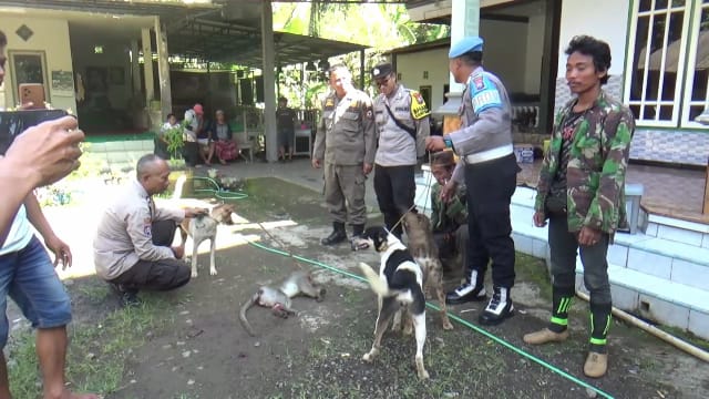 Kera Liar Penebar Teror di Jember Akhirnya Tertangkap, Masuk Perangkap Kamar Mandi Warga