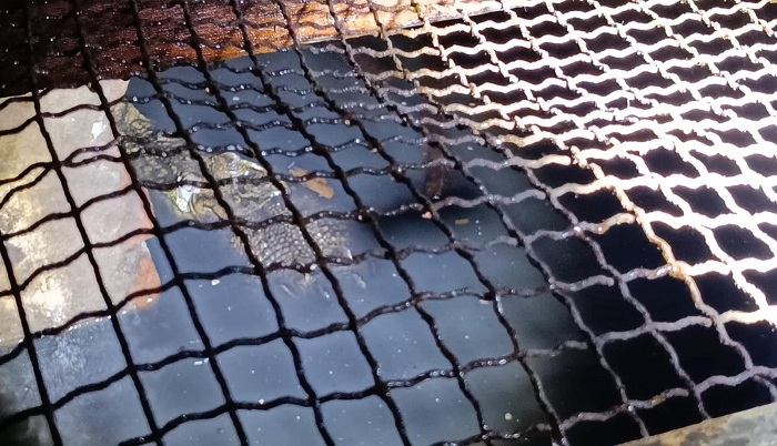 Buaya Sepanjang 2 Meter di Rumah Warga Manyar Gagal Dievakuasi, Ini Penyebabnya