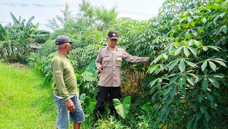 Polsek Tarik Gencarkan Patroli Ketahanan Pangan, Turun ke Perkebunan Singkong