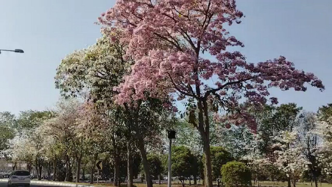 Pesona Bunga Tabebuya yang Kini Bermekaran, Sakura Tropis yang Memukau