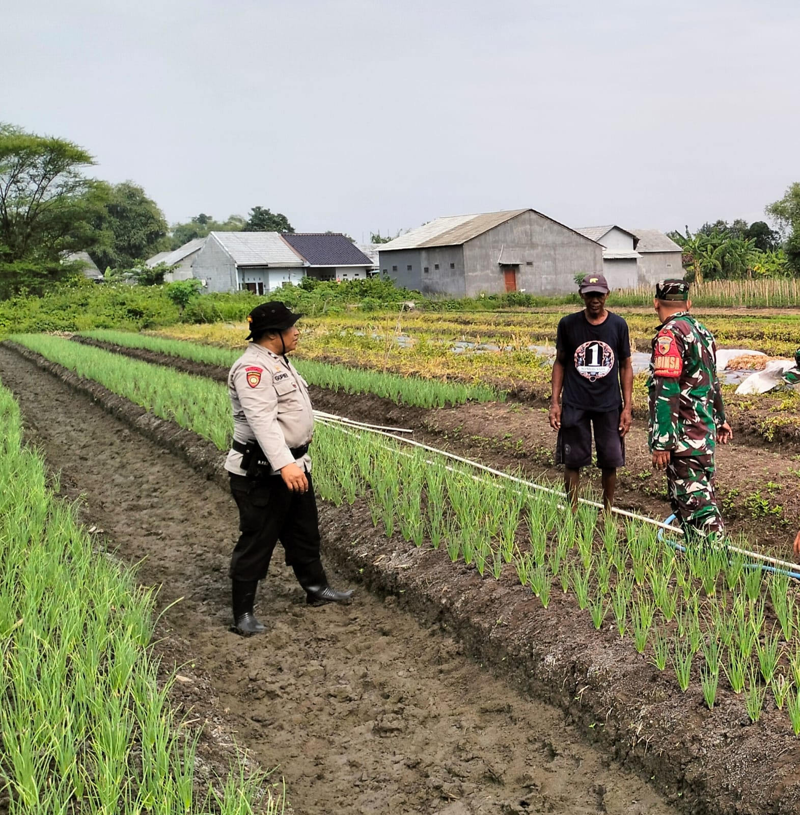 Polisi Optimalisasi Penanaman Bawang Merah untuk Ketahanan Pangan