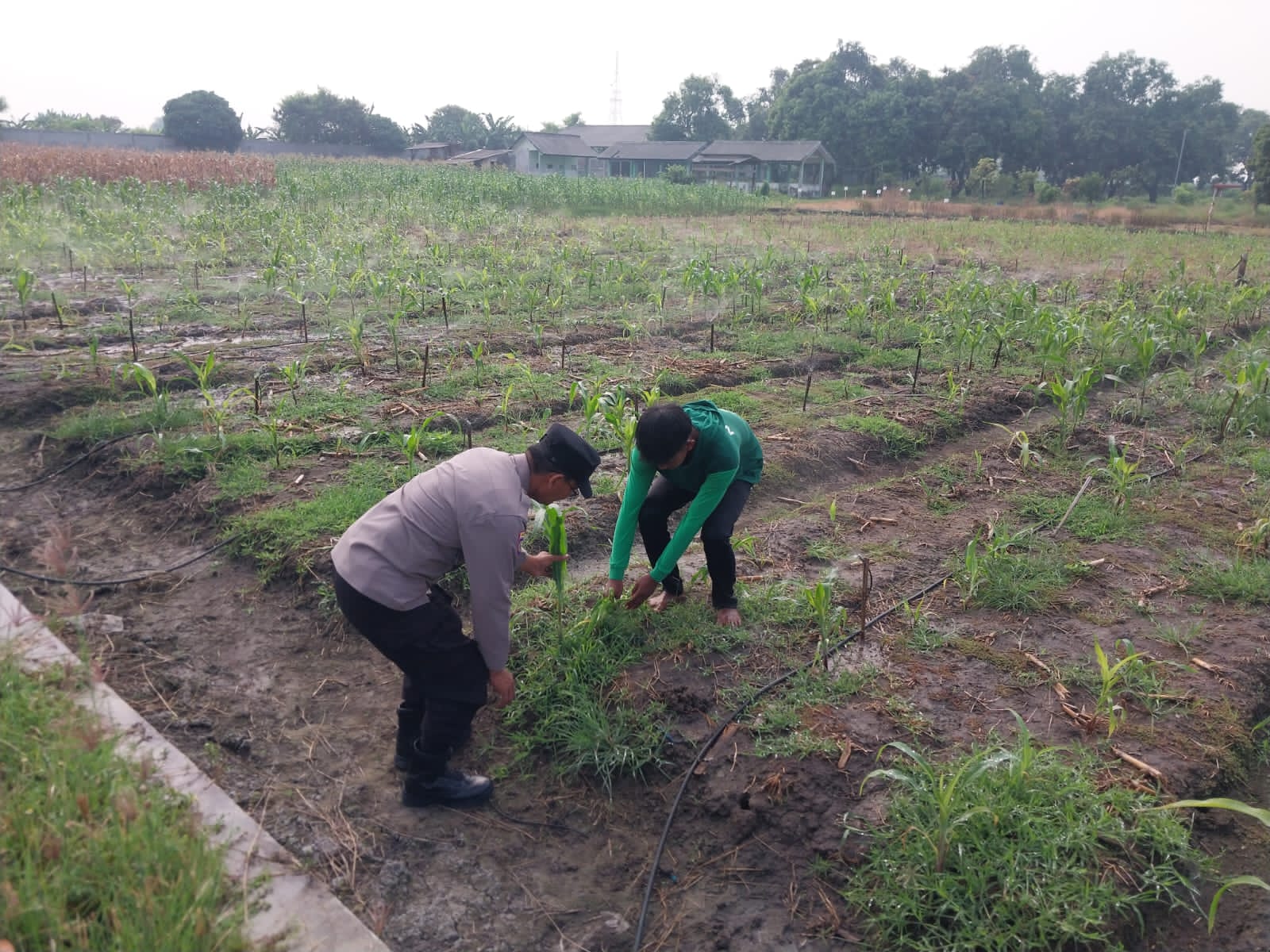 Polsek Sidoarjo Kota Dampingi Petani Jagung Optimalkan Swasembada Pangan