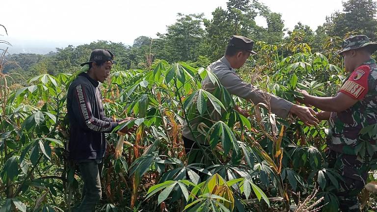Bhabinkamtibmas Polres Pasuruan Panen Raya Jagung di Lahan Perhutani  Banjarimbo